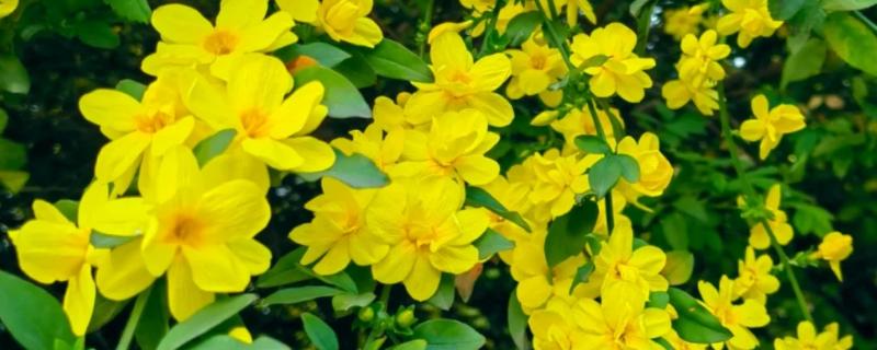 春天的有哪些花，有鸢尾花、迎春花等