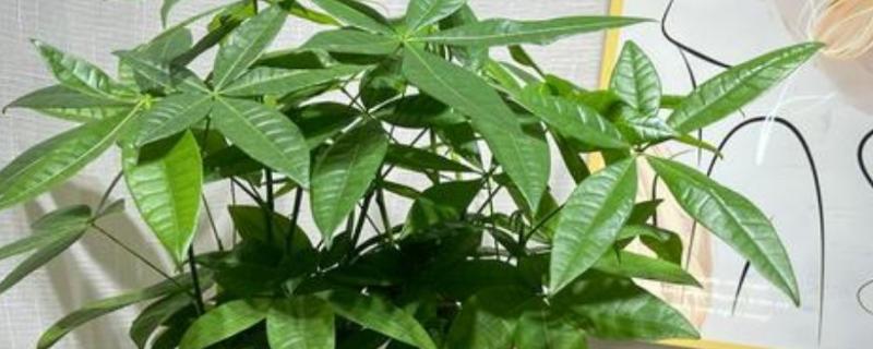 富贵树的养殖方法，适宜生长在光照充足的环境中