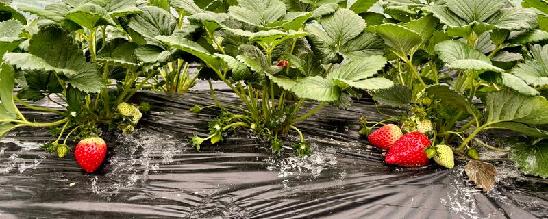 草莓国内的主产地，分布在辽宁、河北、山东等