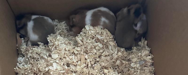 仓鼠死了有没有病毒，家养仓鼠正常死亡不会携带病毒