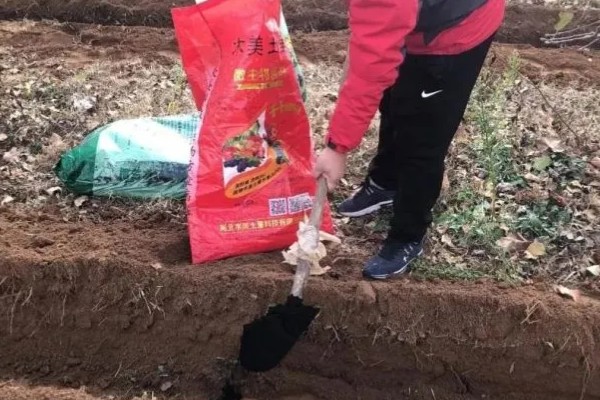 甜豌豆反季节种植方法，齐苗后每亩地淋施尿素2-3公斤