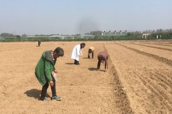 甜豌豆反季节种植方法，齐苗后每亩地淋施尿素2-3公斤