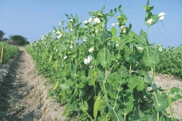 甜豌豆反季节种植方法，齐苗后每亩地淋施尿素2-3公斤