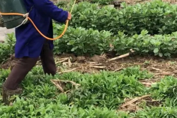 甜豌豆反季节种植方法，齐苗后每亩地淋施尿素2-3公斤