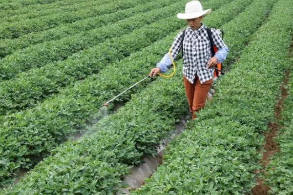 甜豌豆反季节种植方法，齐苗后每亩地淋施尿素2-3公斤