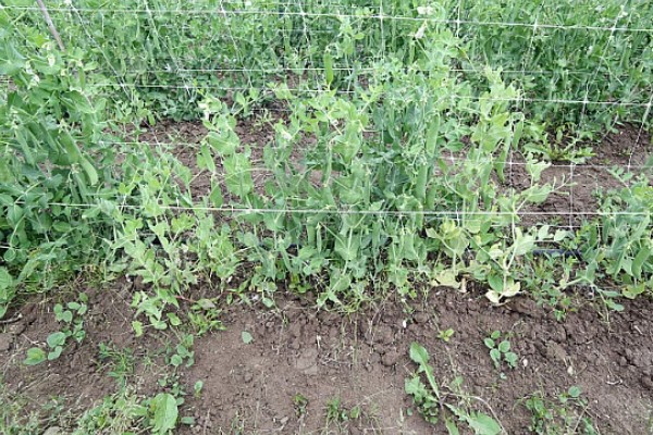 甜豌豆反季节种植方法，齐苗后每亩地淋施尿素2-3公斤