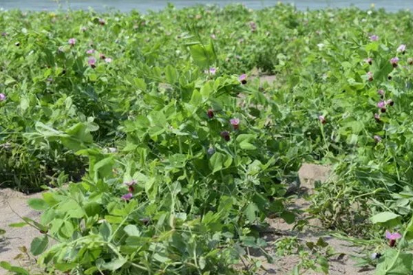 甜豌豆反季节种植方法，齐苗后每亩地淋施尿素2-3公斤