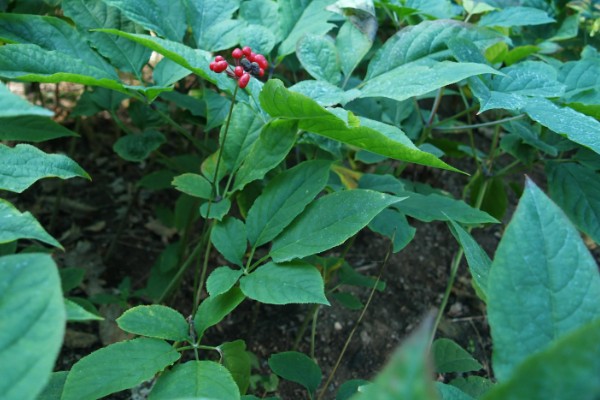 红参叶子可以吃吗，是可以食用的