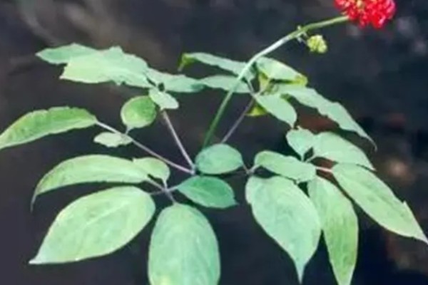 红参叶子可以吃吗，是可以食用的