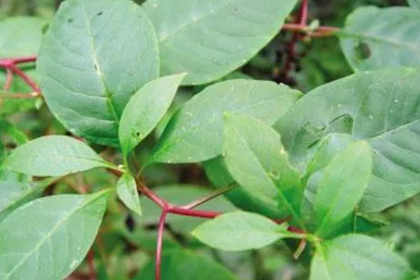 红参叶子可以吃吗，是可以食用的