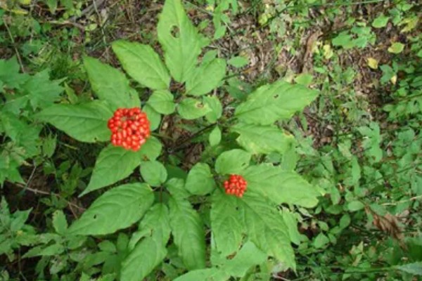 红参叶子可以吃吗，是可以食用的