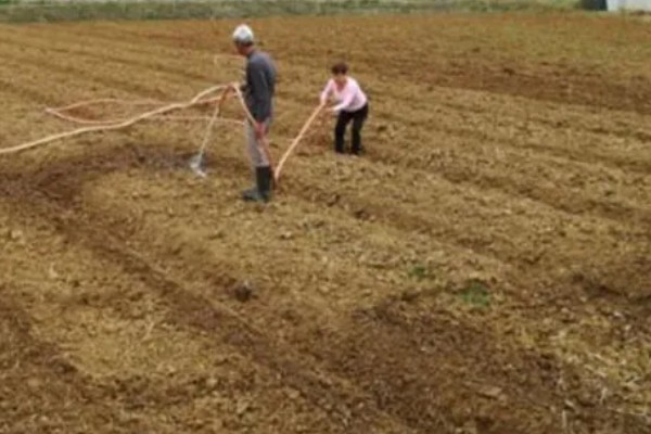 红参叶子可以吃吗，是可以食用的