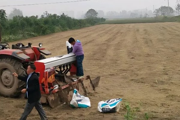 红参叶子可以吃吗，是可以食用的