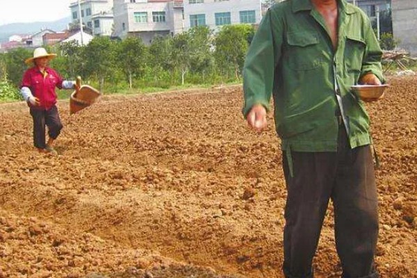 红参叶子可以吃吗，是可以食用的