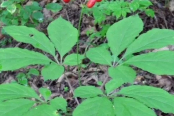 红参叶子可以吃吗，是可以食用的