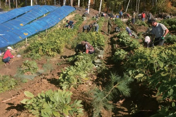 红参叶子可以吃吗，是可以食用的