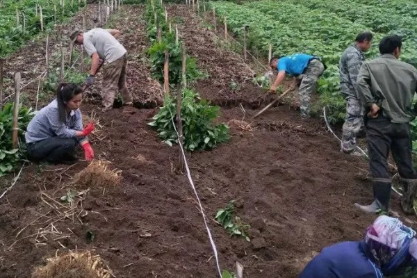 红参叶子可以吃吗，是可以食用的