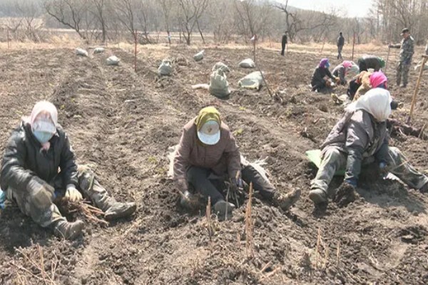 红参叶子可以吃吗，是可以食用的