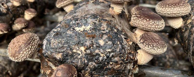 食用菌中的百分之多少属担子菌亚门，通常有90%