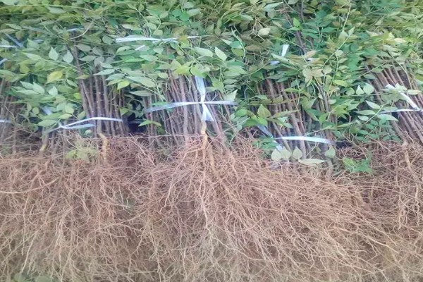 南强一号花椒苗的特点，有很强的耐旱能力