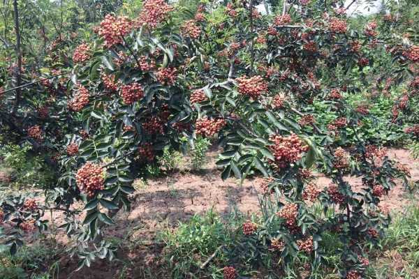 南强一号花椒苗的特点，有很强的耐旱能力