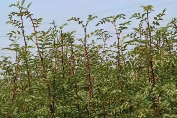 南强一号花椒苗的特点，有很强的耐旱能力