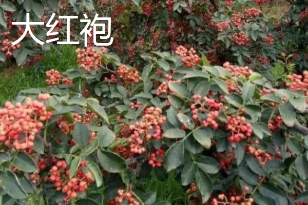 南强一号花椒苗的特点，有很强的耐旱能力