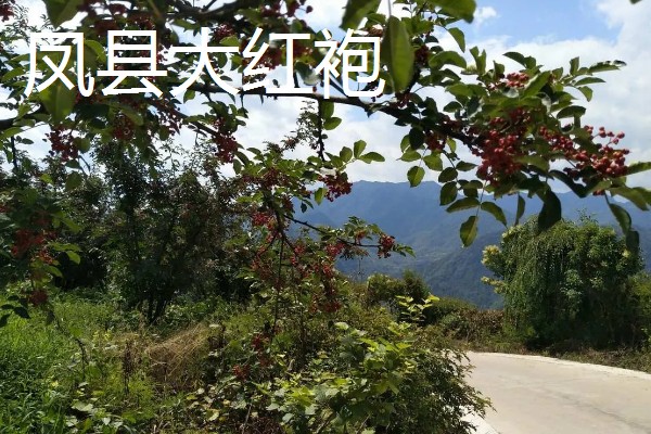 南强一号花椒苗的特点，有很强的耐旱能力