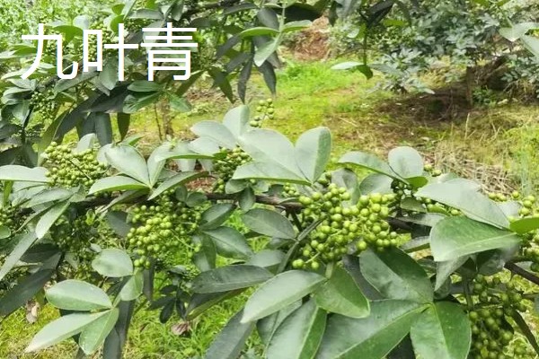 南强一号花椒苗的特点，有很强的耐旱能力