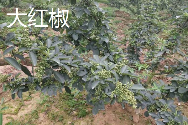 南强一号花椒苗的特点，有很强的耐旱能力