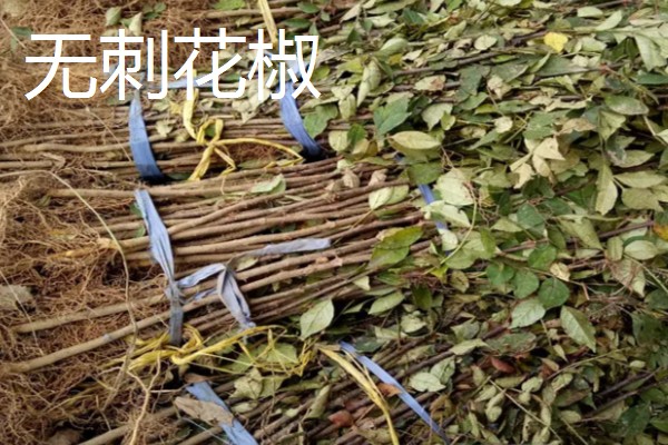 南强一号花椒苗的特点，有很强的耐旱能力