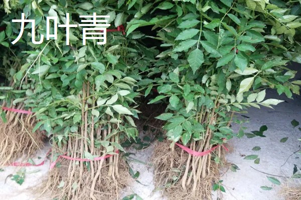 南强一号花椒苗的特点，有很强的耐旱能力