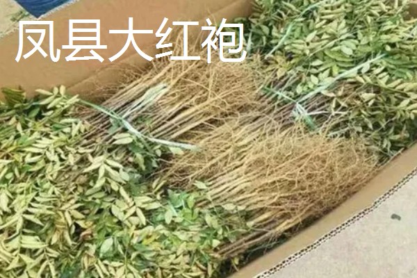 南强一号花椒苗的特点，有很强的耐旱能力