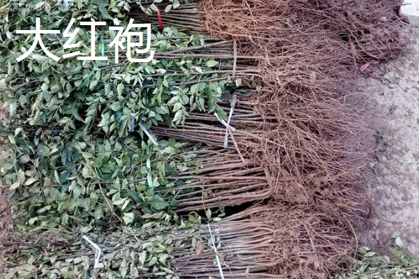 南强一号花椒苗的特点，有很强的耐旱能力