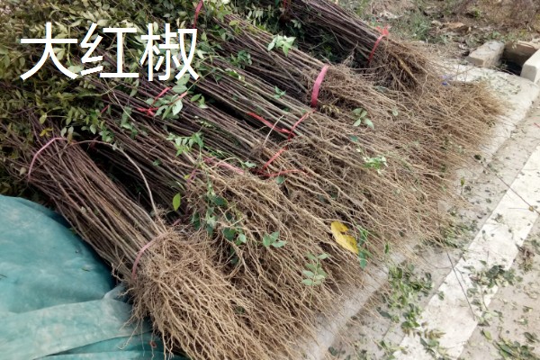 南强一号花椒苗的特点，有很强的耐旱能力