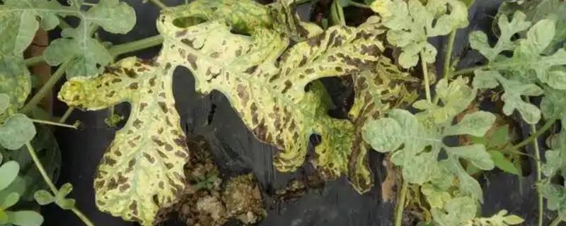 甜瓜叶枯病的症状是什么，发病初期会出现褪绿色的小斑点