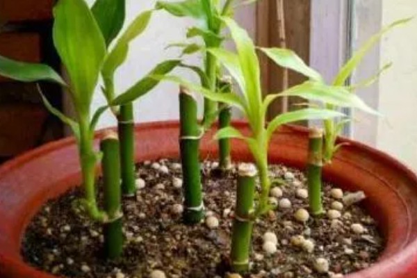 富贵竹的生长条件,种植时要使用肥沃疏松、透气性好的沙壤土