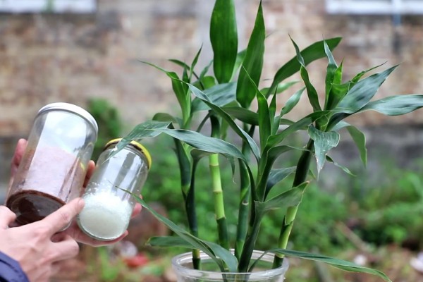 富贵竹的生长条件,种植时要使用肥沃疏松、透气性好的沙壤土