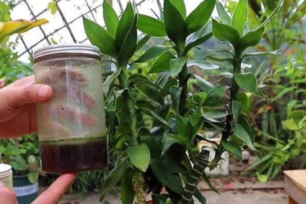 富贵竹的生长条件,种植时要使用肥沃疏松、透气性好的沙壤土