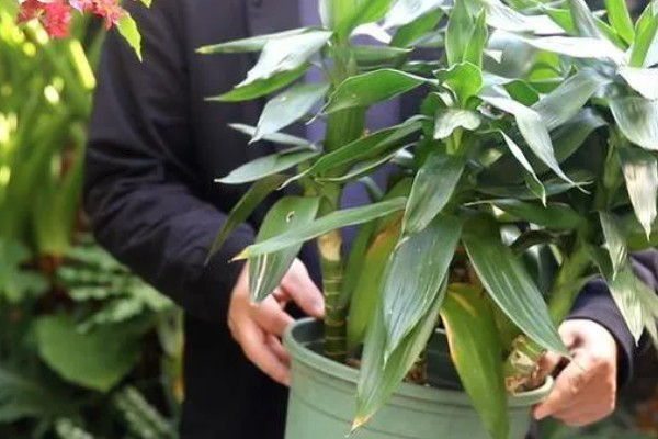 富贵竹的生长条件,种植时要使用肥沃疏松、透气性好的沙壤土