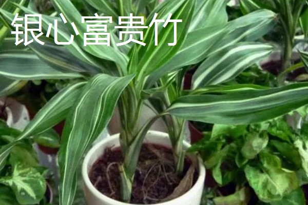 富贵竹的生长条件,种植时要使用肥沃疏松、透气性好的沙壤土