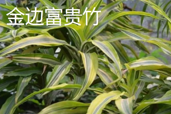 富贵竹的生长条件,种植时要使用肥沃疏松、透气性好的沙壤土