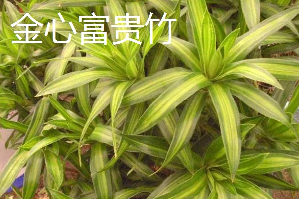 富贵竹的生长条件,种植时要使用肥沃疏松、透气性好的沙壤土