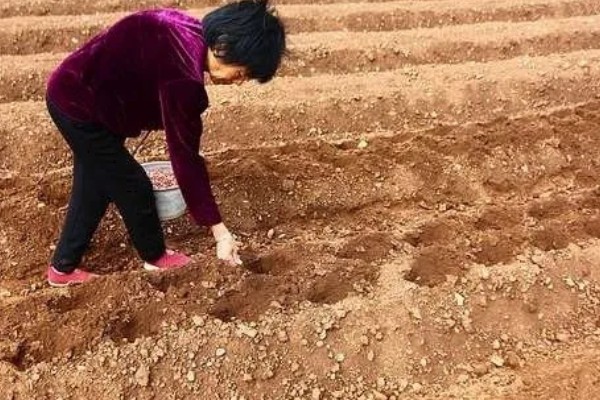 花生播种时怎么防治病害,用咯菌腈拌种可防治根腐病、茎腐病