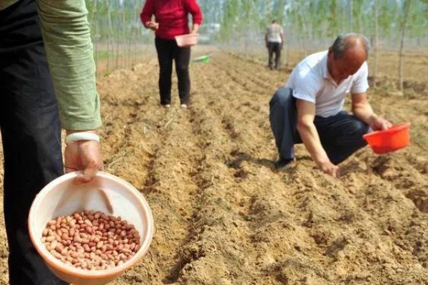 花生播种时怎么防治病害,用咯菌腈拌种可防治根腐病、茎腐病