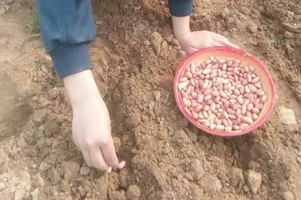 花生播种时怎么防治病害,用咯菌腈拌种可防治根腐病、茎腐病
