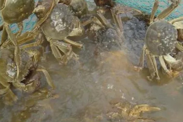 河蟹吃什么食物，吃浮游生物、动物腐尸、蠕虫等
