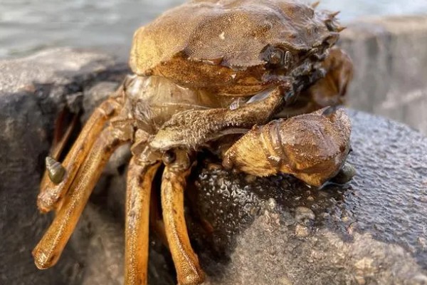 河蟹吃什么食物，吃浮游生物、动物腐尸、蠕虫等
