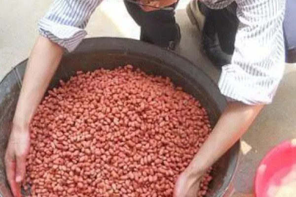 花生播种时怎么防治病害,用咯菌腈拌种可防治根腐病、茎腐病