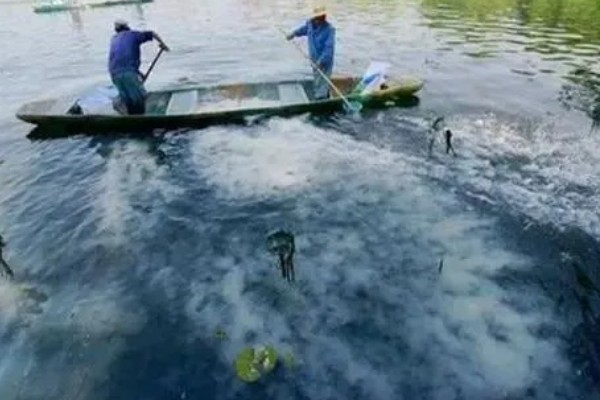 河蟹吃什么食物，吃浮游生物、动物腐尸、蠕虫等